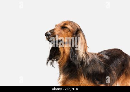 Niedlicher Welpe, Dackel Hund posiert isoliert auf weißem Hintergrund Stockfoto