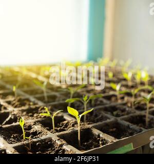 Junge Sämlinge der Tomaten in den Sämlingkassetten, auf der Fensterbank. Stockfoto