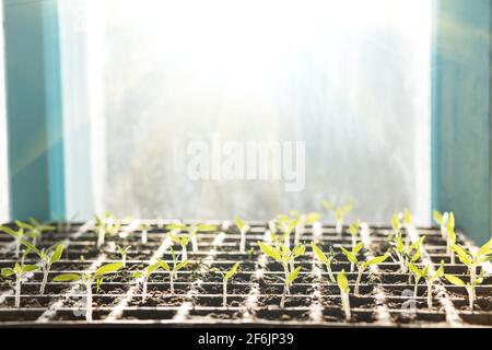 Sämlingkassette mit Tomatensprossen, Nahaufnahme auf einer Fensterbank, mit Sonnenlicht vom Fenster. Stockfoto