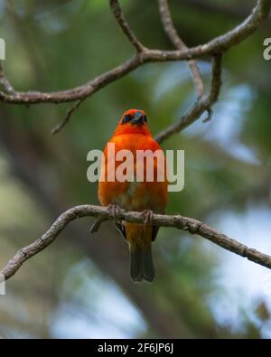 Ein schöner, leuchtend roter Mauritius Fody (Foudia rubra), der auf einem wilden Ast auf der Insel Mauritius thront. Stockfoto