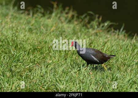 Ein schönes eurasisches Moorhen (Gallinula chloropus), auch Common Moorhen und Waterhen oder Sumpfhuhn genannt, wird gesehen, wie es über ein Grasfeld geht Stockfoto