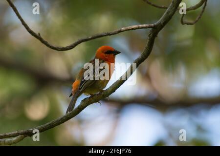 Seitenansicht eines wunderschönen, leuchtend roten Mauritius Fody (Foudia rubra), der auf einem Baum in freier Wildbahn auf der Insel Mauritius thront. Stockfoto