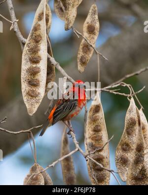 Seitenansicht eines schönen leuchtend roten Mauritius Fody (Foudia rubra), der auf einem Ast thront und von den großen Samen des Mauritius Th in den Schatten gestellt wird Stockfoto