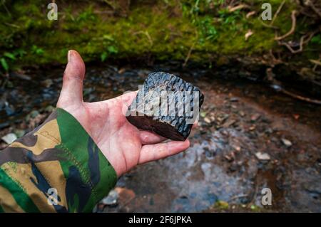 Ein Stück versteinerter Stigmaria-Wurzel, wahrscheinlich Lepidodendron, das in einem Bach im alten Wald im Gleadless Valley, Sheffield, gefunden wurde. Stockfoto