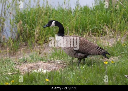 Eine Kanadagans, Branta canadensis brütet Stockfoto