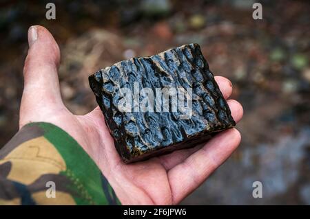 Ein Stück versteinerter Stigmaria-Wurzel, wahrscheinlich Lepidodendron, das in einem Bach im alten Wald im Gleadless Valley, Sheffield, gefunden wurde. Stockfoto