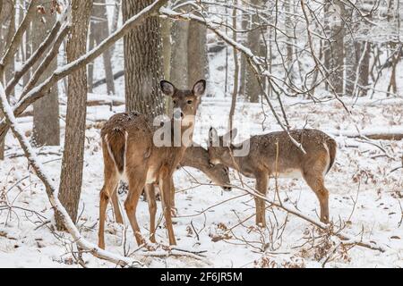 Rotschwanzhirse, Odocoileus virginianus, macht im frühen Winter mit ihren beiden Rehkitz im Zentrum von Michigan, USA Stockfoto