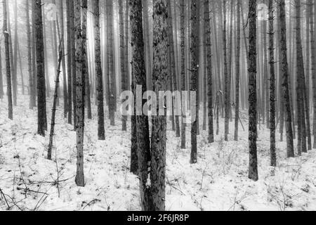 Snowy Red Pine, Pinus resinosa, Plantage in einem frühen Schneefall im Zentrum von Michigan, USA Stockfoto