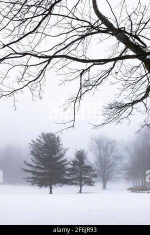 Nadelbäume an einem nebligen Tag auf einem Golfplatz im Zentrum von Michigan, USA Stockfoto