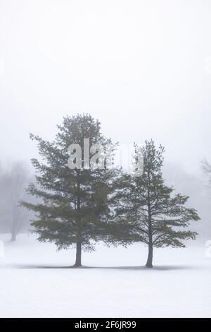 Eastern White Pine, Pinus Strobus, Bäume an einem nebligen Tag auf einem Golfplatz im Zentrum von Michigan, USA Stockfoto