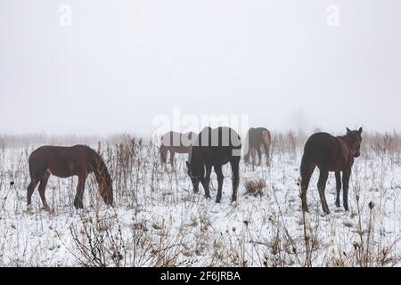 Amish arbeiten Pferde auf einer Weide im Zentrum von Michigan, USA Stockfoto