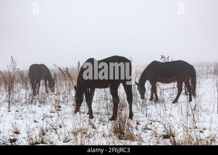 Amish arbeiten Pferde auf einer Weide im Zentrum von Michigan, USA Stockfoto