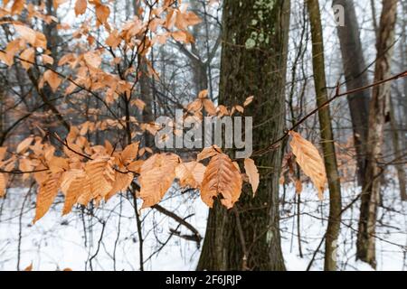 Amerikanische Buche, Fagus grandifolia, überbleibene Blätter im Winter in Zentral-Michigan, USA Stockfoto