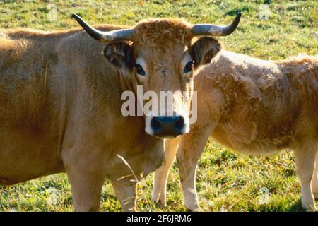 Kühe grasen in der Aubrac, Aveyron, Frankreich Stockfoto