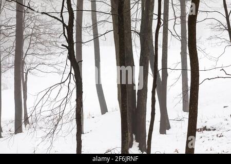 Nebelwald und Schnee im November im Zentrum von Michigan, USA Stockfoto