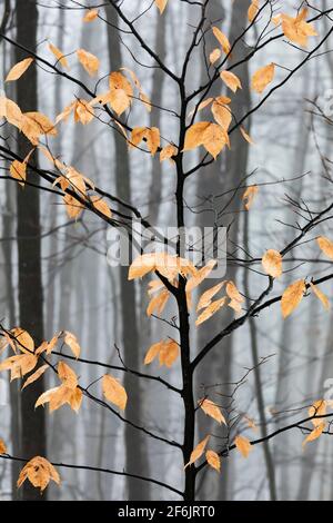 Amerikanische Buche, Fagus grandifolia, Blätter bleiben im Winter in Zentral-Michigan, USA, erhalten Stockfoto