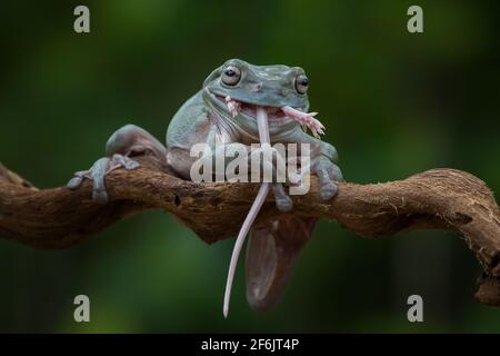Innerhalb von fünf Minuten wurde die Maus ganz verschluckt. BEKSAI, INDONESIEN: SCHOCKIERENDE Bilder zeigten den Moment, in dem ein drei-Zoll-Frosch eine zwei-Zoll-Maus W verschluckte Stockfoto