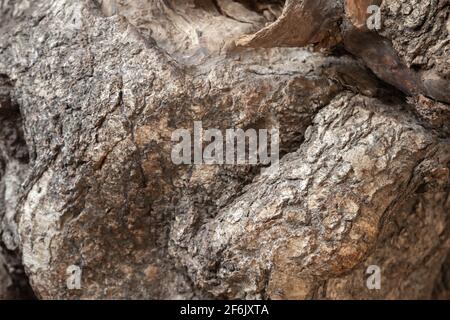 Burl auf einem Birkenstamm. Nahaufnahme der Hintergrundfotostruktur Stockfoto