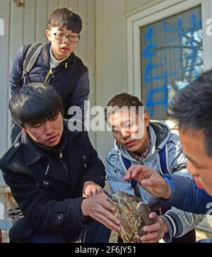 (210401) -- SHENYANG, 1. April 2021 (Xinhua) -- das am 8. November 2016 aufgenommene Aktenfoto zeigt Freiwillige, die den Zustand eines verletzten Greifvogers im Shenyang Raptor Rescue Center in Shenyang, nordöstlich der Provinz Liaoning, überprüfen. Das Raptor-Rettungszentrum in Shenyang beherbergt verletzte Greifvögel aller Art. Wang Weiyan, 58, ist Direktor des Zentrums.aus tiefer Liebe zu Vögeln wurde Wang Freiwilliger im Vogelschutz. Er arbeitet als Raptor-Rehabilitiator und hat die kostbarsten Jahre seines Lebens der Vogelpflege gewidmet. Gegründet im Juli 2009 von einer Gruppe von Vogelliebhabern und Vogelschützern, die Stockfoto