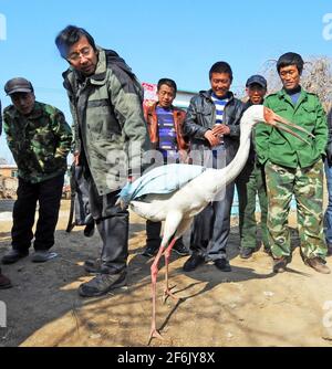 (210401) -- SHENYANG, 1. April 2021 (Xinhua) -- das am 1. April 2012 aufgenommene Aktenfoto zeigt Wang Weiyan (2. L), wie er einen weißen Kran in einem Feuchtgebiet in Shenyang, nordöstlich der chinesischen Provinz Liaoning, freilässt. Das Raptor-Rettungszentrum in Shenyang beherbergt verletzte Greifvögel aller Art. Wang Weiyan, 58, ist Direktor des Zentrums.aus tiefer Liebe zu Vögeln wurde Wang Freiwilliger im Vogelschutz. Er arbeitet als Raptor-Rehabilitiator und hat die kostbarsten Jahre seines Lebens der Vogelpflege gewidmet. Die Shenyang Raptor Rescue wurde im Juli 2009 von einer Gruppe von Vogelliebhabern und Vogelschützern gegründet Stockfoto