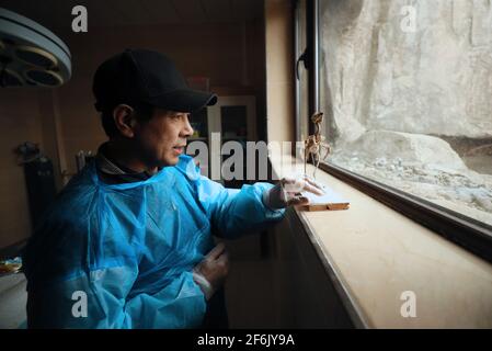 (210401) -- SHENYANG, 1. April 2021 (Xinhua) -- das am 28. März 2012 aufgenommene Aktenfoto zeigt, wie Wang Weiyan im Shenyang Raptor-Rettungszentrum in Shenyang, nordöstlich der Provinz Liaoning, ein Vogelskelett beobachtete. Das Raptor-Rettungszentrum in Shenyang beherbergt verletzte Greifvögel aller Art. Wang Weiyan, 58, ist Direktor des Zentrums.aus tiefer Liebe zu Vögeln wurde Wang Freiwilliger im Vogelschutz. Er arbeitet als Raptor-Rehabilitiator und hat die kostbarsten Jahre seines Lebens der Vogelpflege gewidmet. Gegründet im Juli 2009 von einer Gruppe von Vogelliebhabern und Vogelschützern, der Shenyang Stockfoto