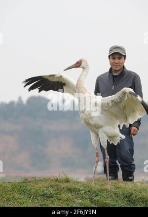 (210401) -- SHENYANG, 1. April 2021 (Xinhua) -- das am 20. November 2012 aufgenommene Aktenfoto zeigt, wie Wang Weiyan einen weißen Kran ansieht, der freigelassen werden soll. Das Raptor-Rettungszentrum in Shenyang beherbergt verletzte Greifvögel aller Art. Wang Weiyan, 58, ist Direktor des Zentrums.aus tiefer Liebe zu Vögeln wurde Wang Freiwilliger im Vogelschutz. Er arbeitet als Raptor-Rehabilitiator und hat die kostbarsten Jahre seines Lebens der Vogelpflege gewidmet. Das im Juli 2009 von einer Gruppe von Vogelliebhabern und Vogelschützern gegründete Shenyang Raptor Rescue Center verfügt über drei Rettungsbasen, ein kooperatives Tierkrankenhaus und ein onl Stockfoto