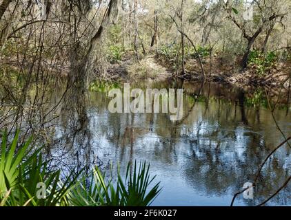 Suwanee River, bewegtes Wasser, Naturszene, Reflexionen, Bäume, Stephen Foster Cultural State Park, Florida, White Springs, FL, Frühling Stockfoto