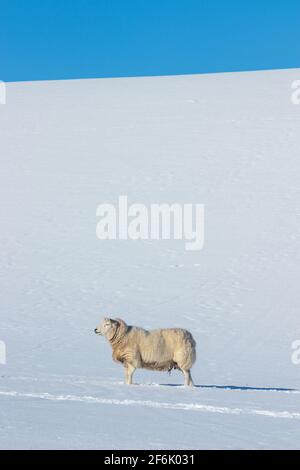 Ein einziges Schaf, das auf einem schneebedeckten Feld steht. Stockfoto