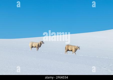 Zwei Schafe auf einem schneebedeckten Feld Stockfoto