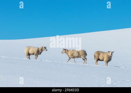 Drei Schafe auf einem schneebedeckten Feld Stockfoto