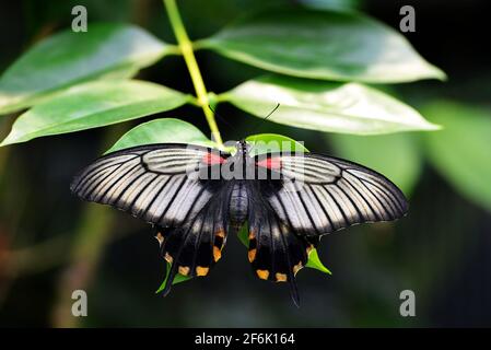 Schöner Schmetterling Papilio rumanzovia oder scharlachrote Mormonen auf dem Blatt. Stockfoto