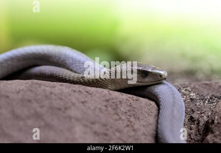 Die schwarze Mamba (Dendroaspis polylepis) ist eine extrem giftige Schlange, die in Teilen Afrikas südlich der Sahara beheimatet ist. Stockfoto