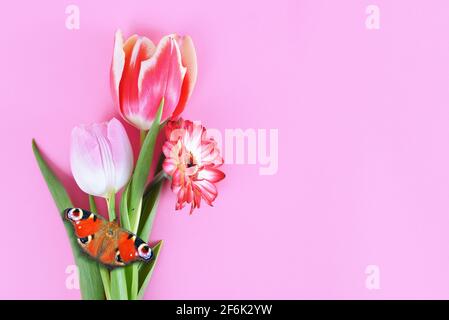 Frühlingsblumen Gerbera und Tulpe mit Schmetterling auf einem rosa Hintergrund. Stockfoto