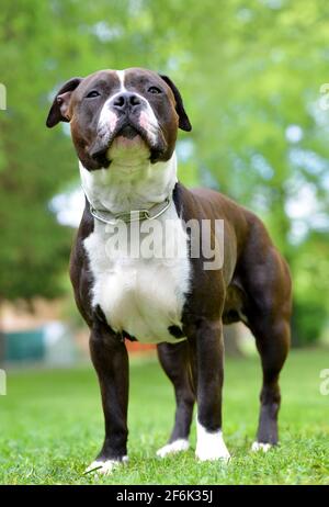 American staffordshire Terrier oder amstaff oder stafford. Porträt eines Hundes. Stockfoto