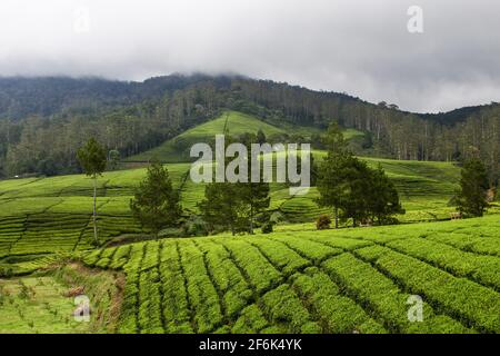 Ciwidey, Indonesien. April 2021. Blick auf die Teeplantage in Gambung. Das Forschungsinstitut für Tee und Cinchona (PPTK) Gambung produziert derzeit schwarzen und grünen Tee, der für den Export ins Ausland bereit ist. Das Forschungsinstitut für Tee und Cinchona (PPTK) Gambung produziert derzeit schwarzen und grünen Tee, der für den Export ins Ausland bereit ist. Kredit: SOPA Images Limited/Alamy Live Nachrichten Stockfoto