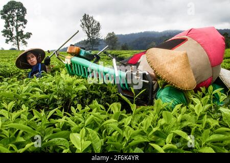 Ciwidey, Indonesien. April 2021. In Gambung ernten Bauerninnen Teeblätter. Das Forschungsinstitut für Tee und Cinchona (PPTK) Gambung produziert derzeit schwarzen und grünen Tee, der für den Export ins Ausland bereit ist. Das Forschungsinstitut für Tee und Cinchona (PPTK) Gambung produziert derzeit schwarzen und grünen Tee, der für den Export ins Ausland bereit ist. Kredit: SOPA Images Limited/Alamy Live Nachrichten Stockfoto