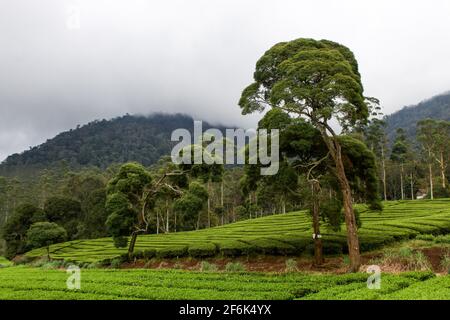 Ciwidey, Indonesien. April 2021. Blick auf die Teeplantage in Gambung. Das Forschungsinstitut für Tee und Cinchona (PPTK) Gambung produziert derzeit schwarzen und grünen Tee, der für den Export ins Ausland bereit ist. Das Forschungsinstitut für Tee und Cinchona (PPTK) Gambung produziert derzeit schwarzen und grünen Tee, der für den Export ins Ausland bereit ist. Kredit: SOPA Images Limited/Alamy Live Nachrichten Stockfoto