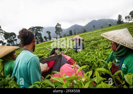 Ciwidey, Indonesien. April 2021. In Gambung sammeln die Arbeiter frisch geerntete Teeblätter. Das Forschungsinstitut für Tee und Cinchona (PPTK) Gambung produziert derzeit schwarzen und grünen Tee, der für den Export ins Ausland bereit ist. Das Forschungsinstitut für Tee und Cinchona (PPTK) Gambung produziert derzeit schwarzen und grünen Tee, der für den Export ins Ausland bereit ist. Kredit: SOPA Images Limited/Alamy Live Nachrichten Stockfoto