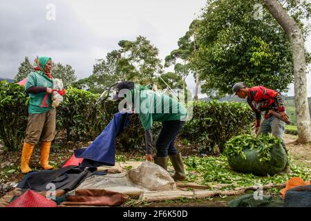 Ciwidey, Indonesien. April 2021. Die Arbeiter bereiten sich nach der Teesernte in Gambung auf eine Pause vor. Das Forschungsinstitut für Tee und Cinchona (PPTK) Gambung produziert derzeit schwarzen und grünen Tee, der für den Export ins Ausland bereit ist. Das Forschungsinstitut für Tee und Cinchona (PPTK) Gambung produziert derzeit schwarzen und grünen Tee, der für den Export ins Ausland bereit ist. Kredit: SOPA Images Limited/Alamy Live Nachrichten Stockfoto