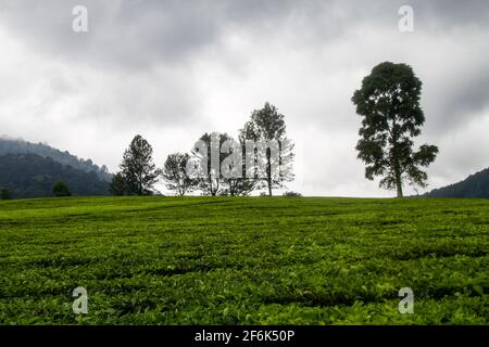 Ciwidey, Indonesien. April 2021. Blick auf die Teeplantage in Gambung. Das Forschungsinstitut für Tee und Cinchona (PPTK) Gambung produziert derzeit schwarzen und grünen Tee, der für den Export ins Ausland bereit ist. Das Forschungsinstitut für Tee und Cinchona (PPTK) Gambung produziert derzeit schwarzen und grünen Tee, der für den Export ins Ausland bereit ist. Kredit: SOPA Images Limited/Alamy Live Nachrichten Stockfoto