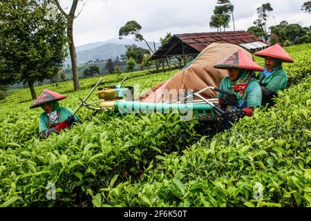 Ciwidey, Indonesien. April 2021. In Gambung ernten Bauerninnen Teeblätter. Das Forschungsinstitut für Tee und Cinchona (PPTK) Gambung produziert derzeit schwarzen und grünen Tee, der für den Export ins Ausland bereit ist. Das Forschungsinstitut für Tee und Cinchona (PPTK) Gambung produziert derzeit schwarzen und grünen Tee, der für den Export ins Ausland bereit ist. Kredit: SOPA Images Limited/Alamy Live Nachrichten Stockfoto