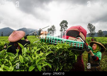 Ciwidey, Indonesien. April 2021. In Gambung ernten Bauerninnen Teeblätter. Das Forschungsinstitut für Tee und Cinchona (PPTK) Gambung produziert derzeit schwarzen und grünen Tee, der für den Export ins Ausland bereit ist. Das Forschungsinstitut für Tee und Cinchona (PPTK) Gambung produziert derzeit schwarzen und grünen Tee, der für den Export ins Ausland bereit ist. Kredit: SOPA Images Limited/Alamy Live Nachrichten Stockfoto