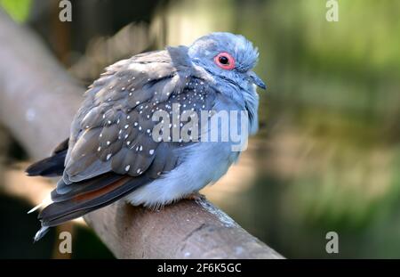Diamond Dove - Geopelia cuneata. Vogel, der auf einem Ast sitzt. Kleine graue Taube, die in Australien lebt. Stockfoto