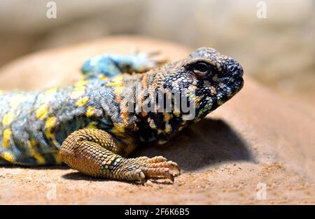 Kunstvolle Mastigure - Uromastyx ornata, Eidechse aus der Familie Agamidae. Stockfoto