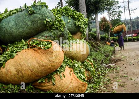 Ein Arbeiter, der frisch geerntete Teeblätter in Gambung trägt. Das Forschungsinstitut für Tee und Cinchona (PPTK) Gambung produziert derzeit schwarzen und grünen Tee, der für den Export ins Ausland bereit ist. Das Forschungsinstitut für Tee und Cinchona (PPTK) Gambung produziert derzeit schwarzen und grünen Tee, der für den Export ins Ausland bereit ist. (Foto von Algi Febri Sugita / SOPA Images/Sipa USA) Stockfoto