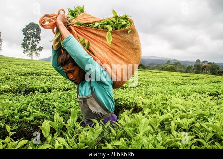 Ein Arbeiter, der frisch geerntete Teeblätter in Gambung trägt. Das Forschungsinstitut für Tee und Cinchona (PPTK) Gambung produziert derzeit schwarzen und grünen Tee, der für den Export ins Ausland bereit ist. Das Forschungsinstitut für Tee und Cinchona (PPTK) Gambung produziert derzeit schwarzen und grünen Tee, der für den Export ins Ausland bereit ist. (Foto von Algi Febri Sugita / SOPA Images/Sipa USA) Stockfoto
