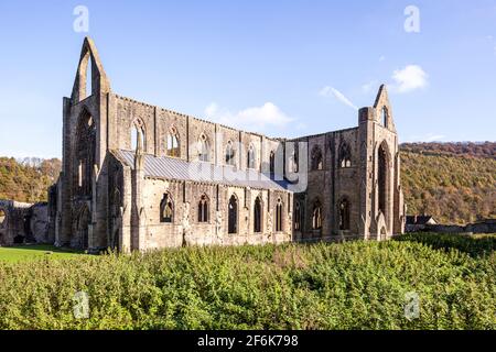 Tintern Abbey, eine Zisterzienserabtei aus dem 12. Jahrhundert am Ufer des Flusses Wye in Tintern, Monmouthshire, Wales, Großbritannien Stockfoto