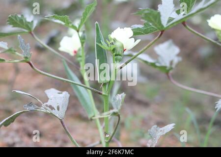 Lady Fingers Pflanze wächst im Hausgarten, frisches Okra Gemüse und Lady Fingers Baum grün im Feld auf dem Hintergrund. Stockfoto