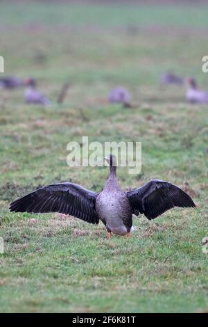 Taiga-Saatgans (Anser Fabalis Fabalis) Stockfoto