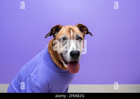 Hund in einem Pullover, Hund bei der Arbeit mit einer lila Wand. Haustiere bei der Arbeit Konzept, Haustiere arbeiten wie Menschen. Stockfoto